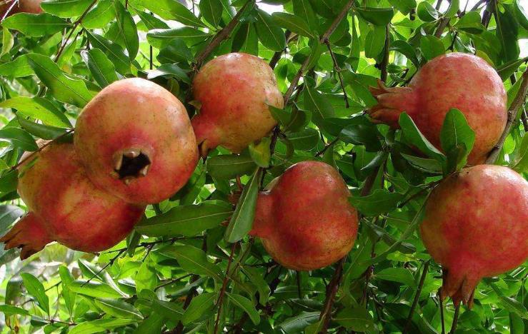 石榴的意义是不是代表多财多子,石榴盆栽有什么意义