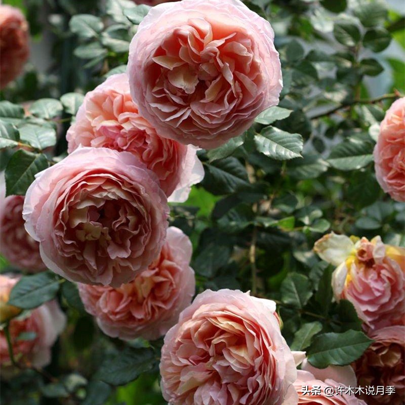 月季叶子掉光变成光杆了怎么回事？用这几招让你的月季满血复活