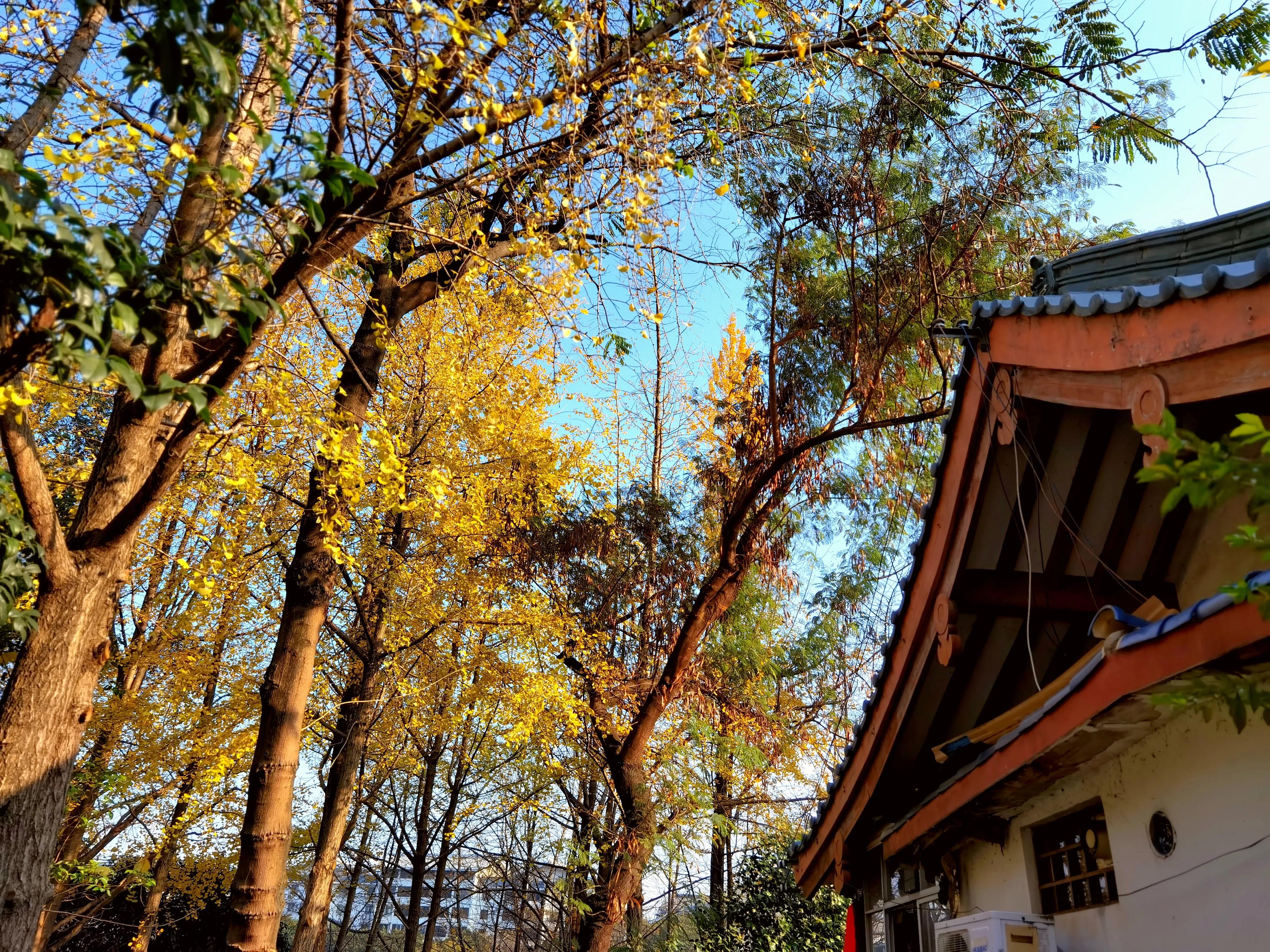 桂林：冬季到桂湖来看景