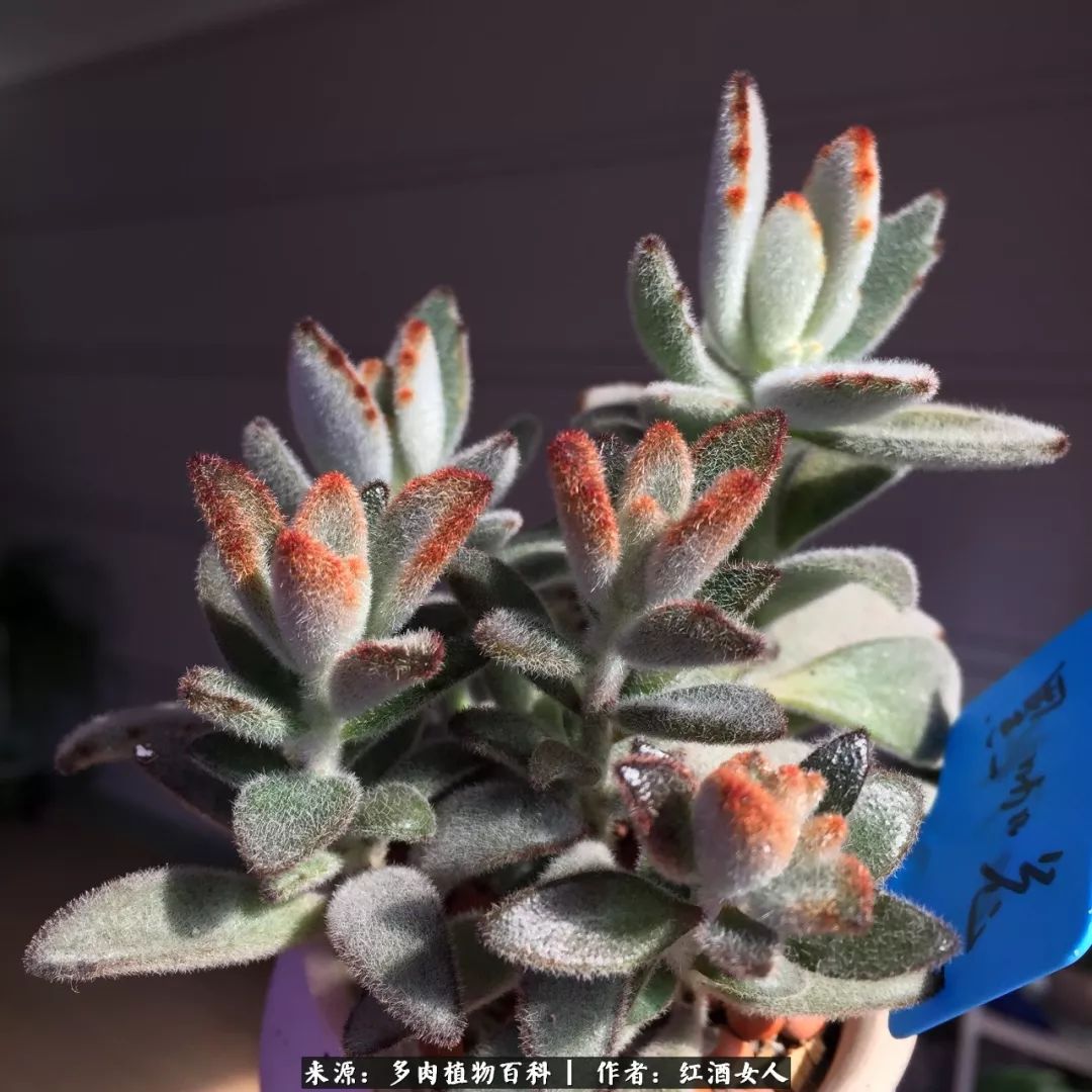 记录走过的美景留下美好的回忆,记录走过的每一段美好时光