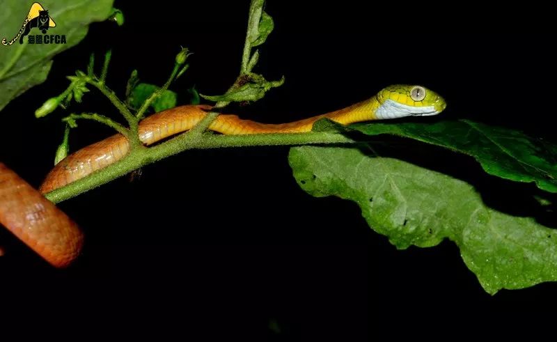 家里进蛇怎么办可以报警吗,家里进蛇找谁可以处理