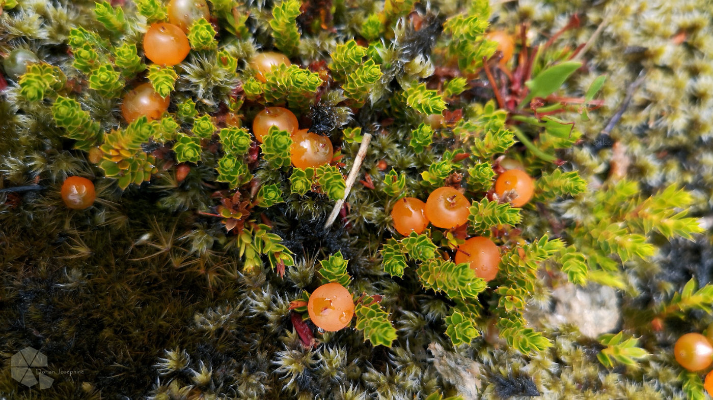 新西兰南岛一日游,新西兰南岛旅游地图