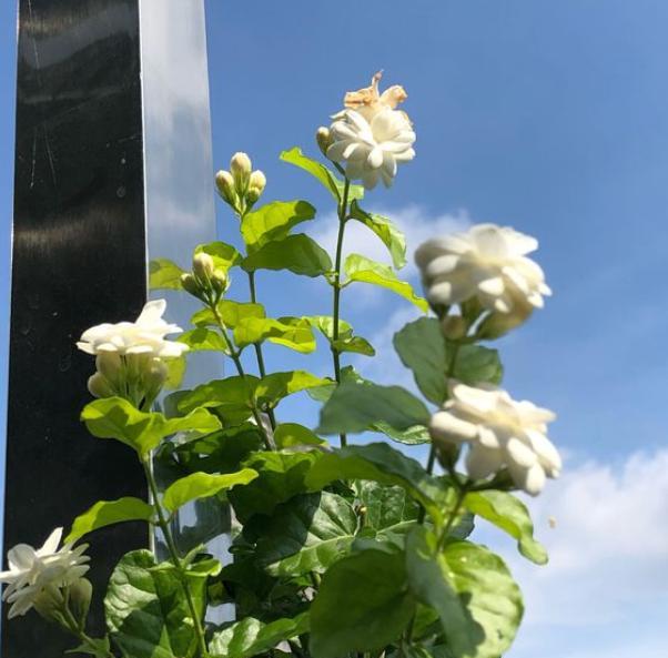 适合阳台种的带香味的花,香味最浓的阳台月季排名