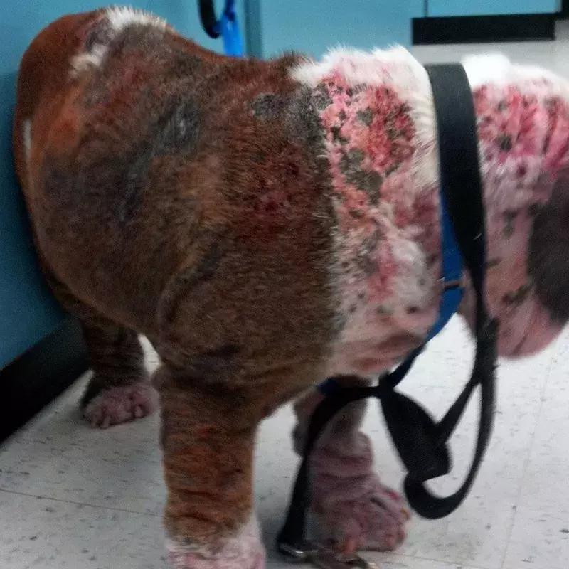 狗狗身上出红疹,原因很多速就诊