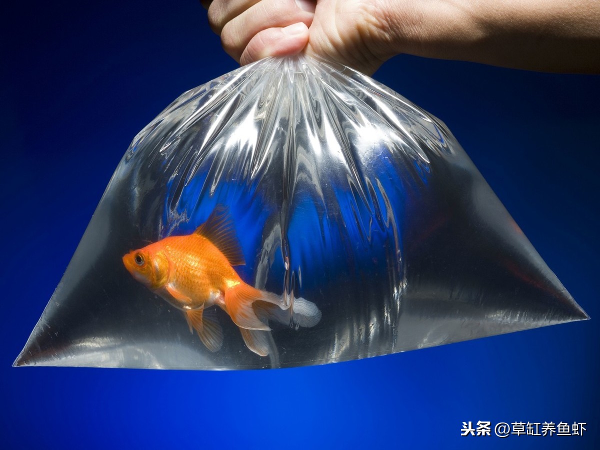 养鱼的技巧和方法新手入门,养鱼有哪些必须学会的技能和方法