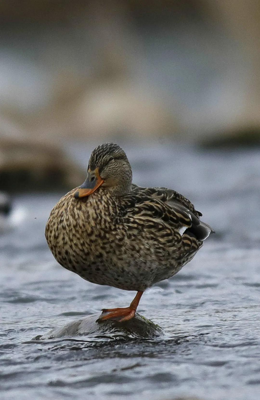 涂上黄色的“润唇膏”，TA就是野鸭中最靓的仔