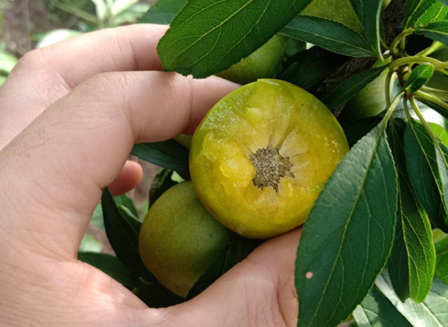 汶川脱骨晚熟青脆李子苗,特晚熟青脆李子苗