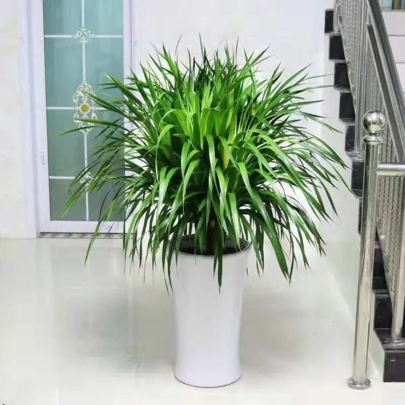 龙须树步步高升,龙须树好运