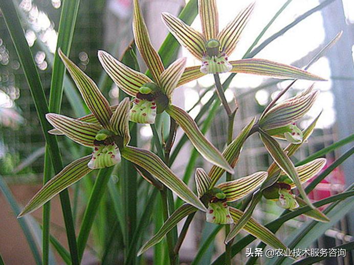 几种名贵兰花品种,名贵兰花品种十大排名