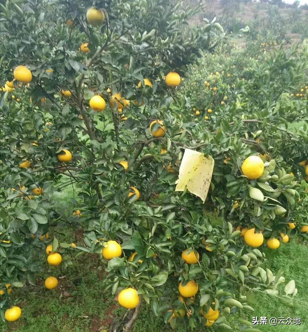 当前柑橘高产的种植技术,甜桔柚高产品种