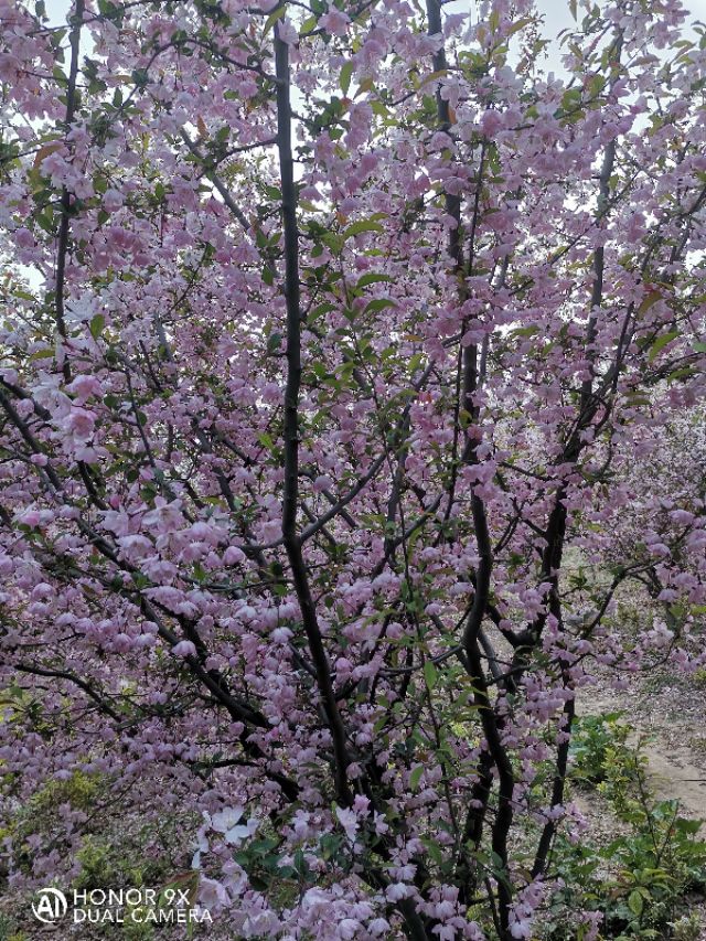 逼上高处（一）（我自己的故事.原创）