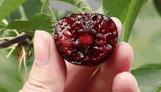各国cherry车厘子品种，与我国大樱桃有哪些不同