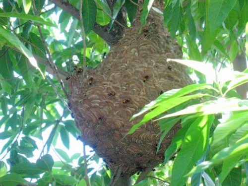 捅马蜂窝，没工资不收农民钱，却月入5万元以上？农村创业新门路