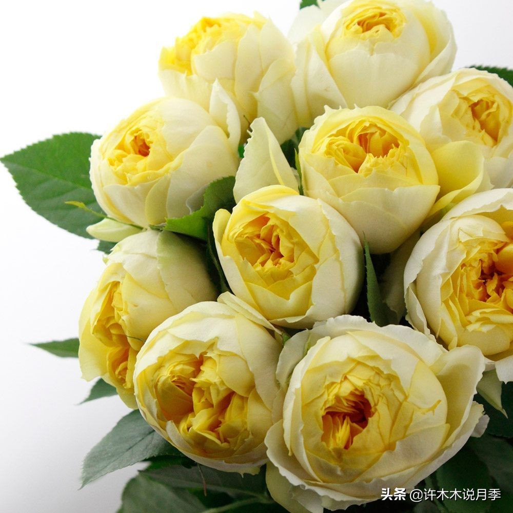 月季应该怎么浇水,月季的浇水注意事项