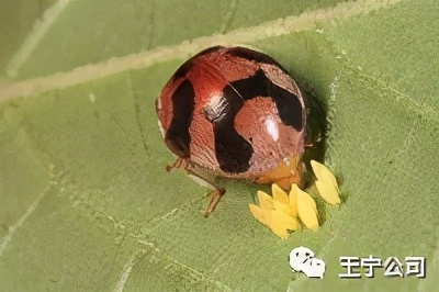 玉米上的虫害打什么药,玉米虫害防治口诀谚语