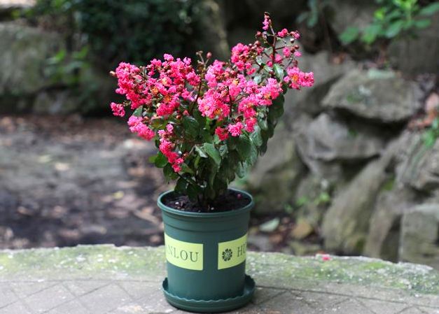 紫薇花生长速度慢什么原因,紫薇花一年的生长变化