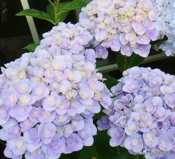 十种好看的绣球,最好看的绣球花视频