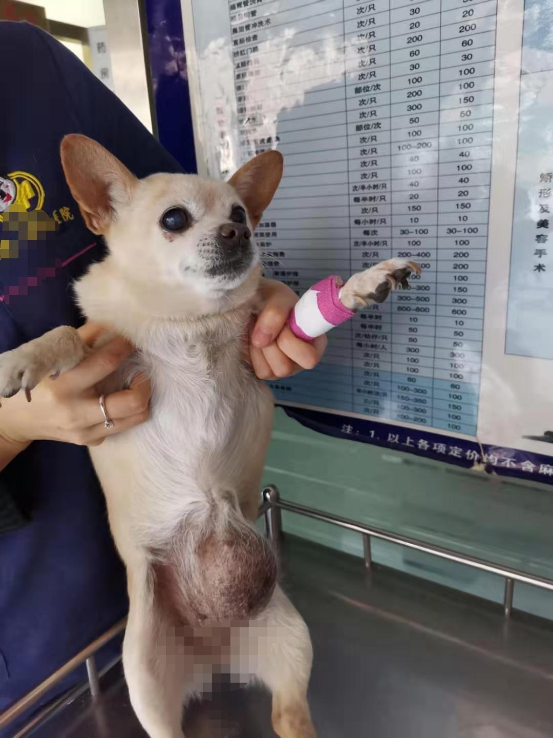 狗狗乳腺肿瘤和脐疝区别,狗狗腹股沟疝气有硬块