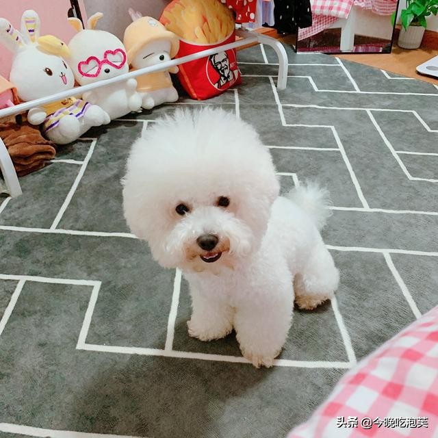 狗狗跑出去不想回家怎么办？试试这五种方式，狗狗主动跟人回家