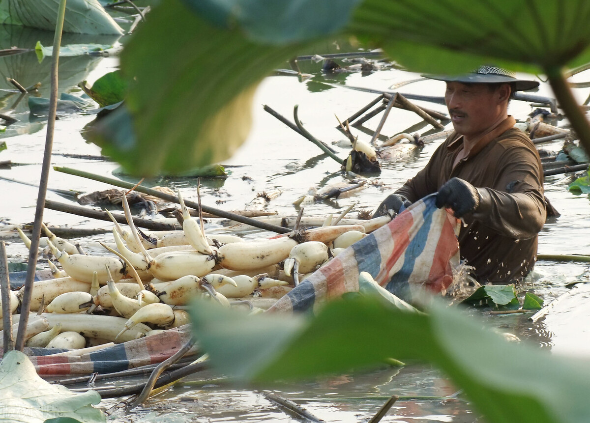 买莲藕的妙招,买莲藕怎么选才好吃