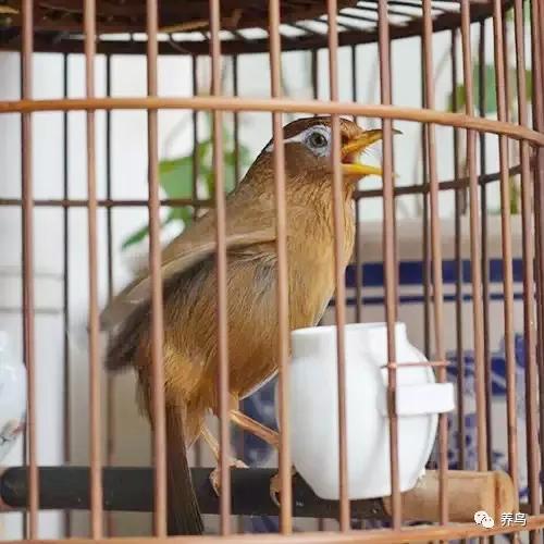 画眉鸟撞笼怎么办,新画眉鸟撞笼的正确方法