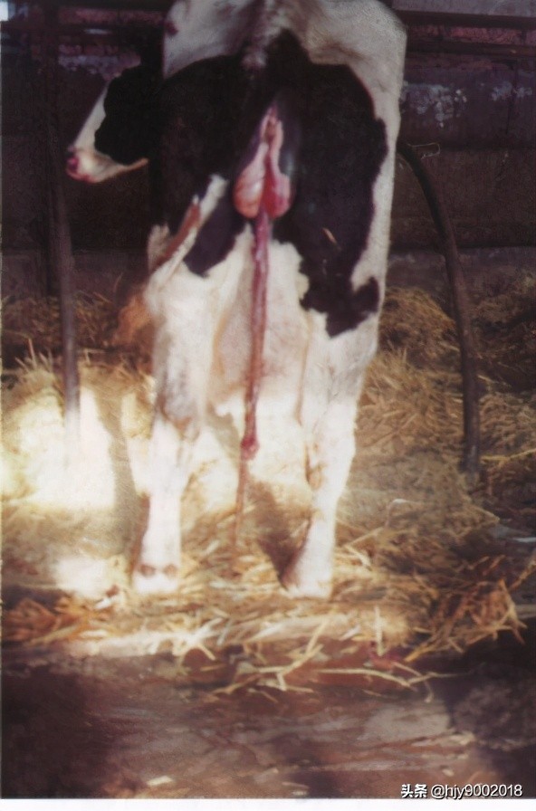 奶牛胎衣不下怎么治疗,奶牛胎衣不下发病原因