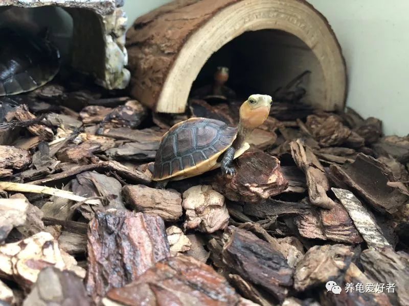 龟白眼病和龟眼睛腐皮的区别,怎么用盐水给得白眼病的龟龟治疗