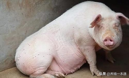 猪会吐血又会拉血是怎么回事,猪吐血是怎么回事