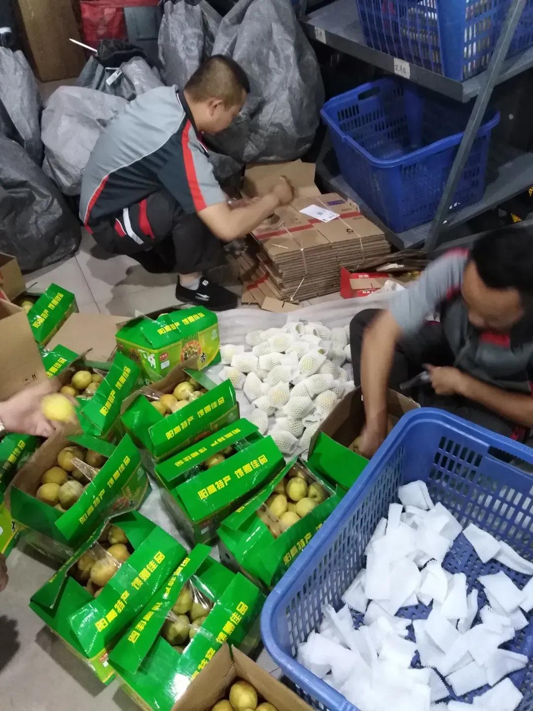 大同阳高杏几月熟,大同阳高大金杏