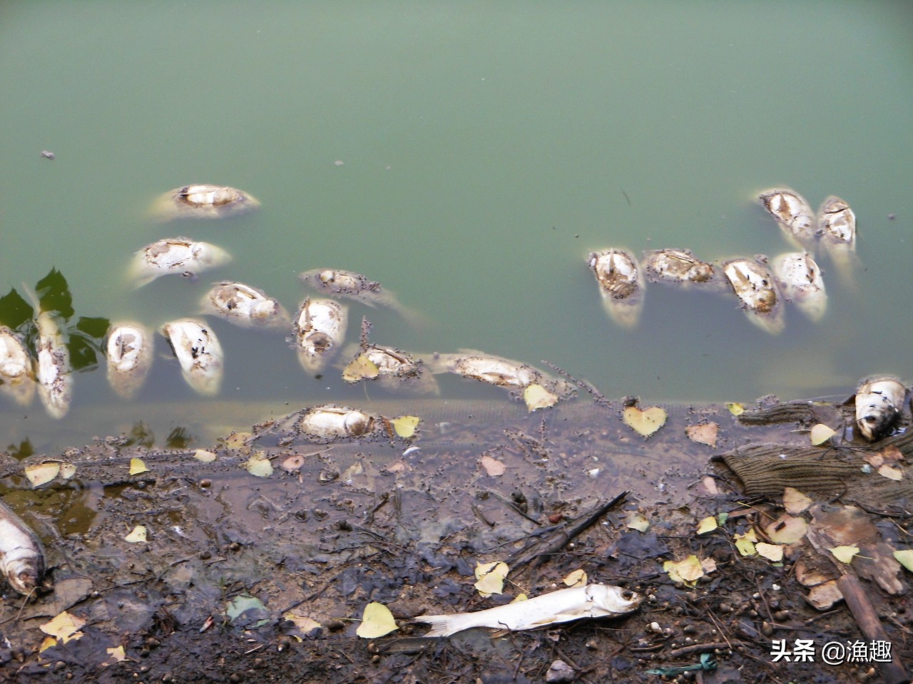 野钓鲫鱼的十种方法,资源好就一定要钓得多吗