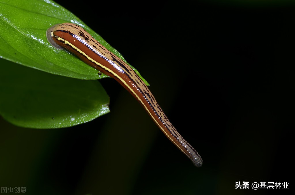 山蚂蝗咬过之后伤口很痒怎么医治,山蚂蝗咬了用什么药好