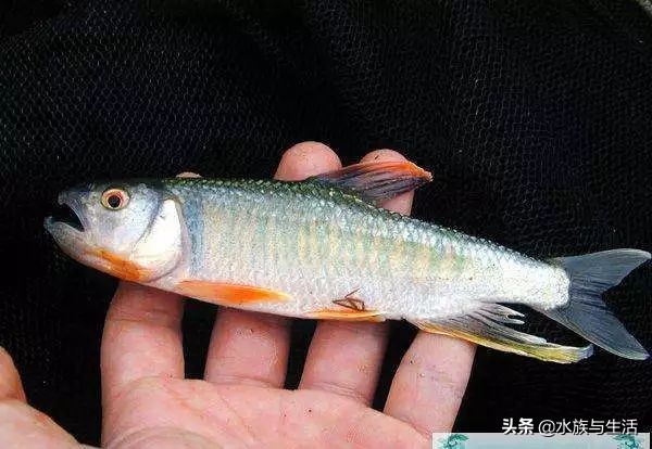 为什么原生鱼比热带鱼贵 (十大适合懒人养的国产原生鱼)