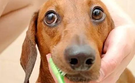 有必要给狗狗刷牙吗,如何给狗狗刷牙只需做好这4步