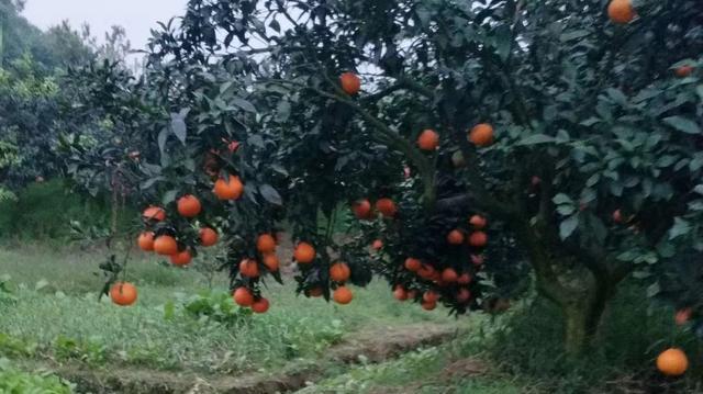 柑橘种植柑橘裂皮病的防治方法,柑桔管理技术及病虫害防治