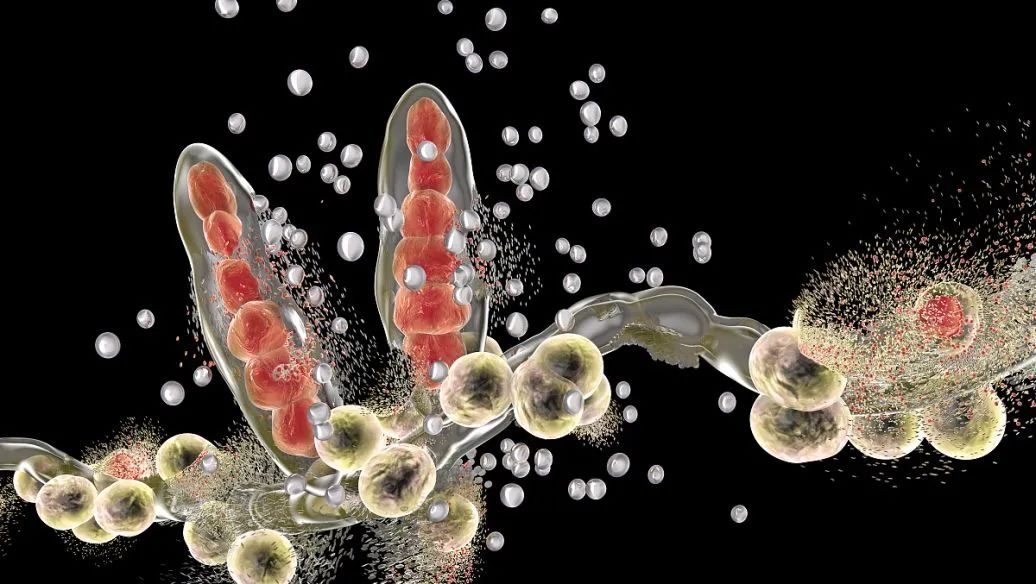 支原体感染要不要治疗,中药能治支原体感染吗