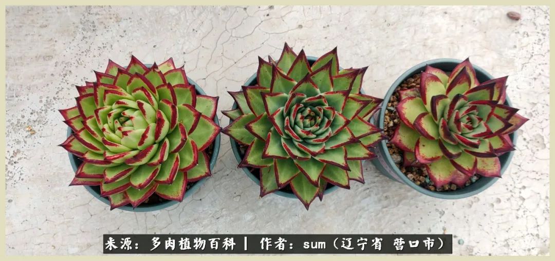 养多肉是一个很治愈的过程,养多肉是一种爱