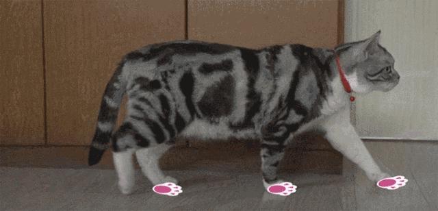 猫咪爪子被烫了怎么办,猫咪爪子被割伤怎么处理