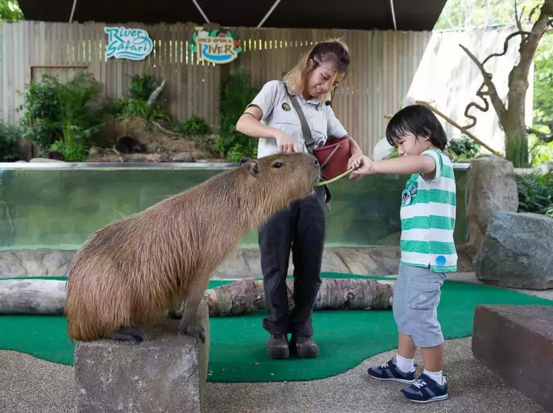 新加坡动物园周末,新加坡旅游攻略动物园