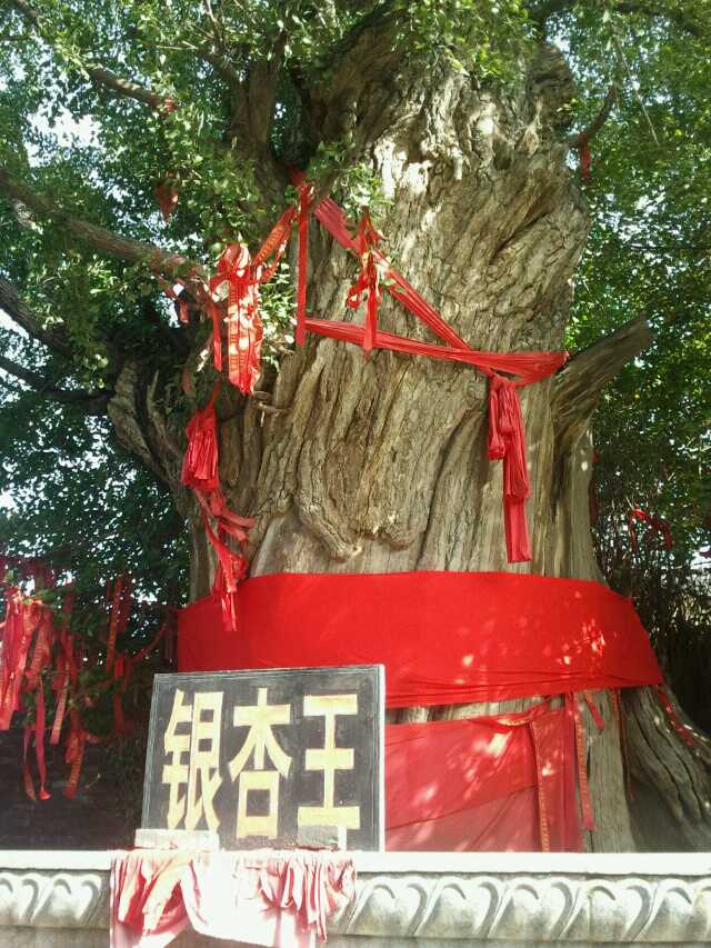 东方维纳“狮”与“万年”银杏王，清化古道上的山西泽州冶底岱庙