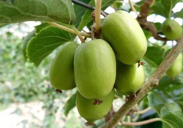 有哪些冷门且好吃的水果,十大不为人知的水果