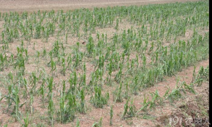 玉米花生种植高产技术,玉米高产高效种植技术