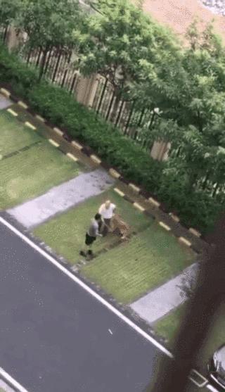 金毛咬死泰迪被打死后续,金毛咬死小狗被小狗主人打死