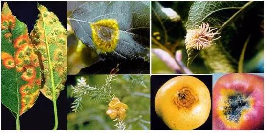 苹果锈病发病条件有哪些,苹果锈果病是属于什么病害