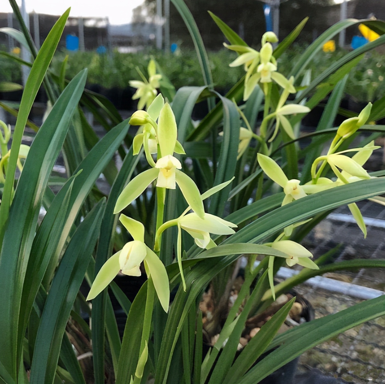 兰花哪个名贵好养活又好看,老花匠养兰花有技巧