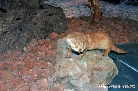 金日成爱吃的它,居然已经在国内绝迹?