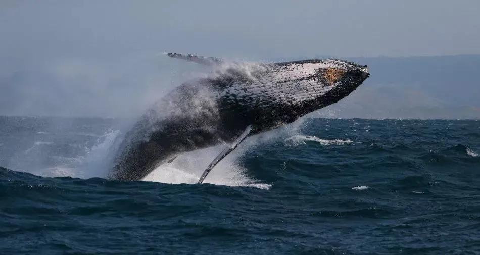 好利来算不算小蛋糕,好利来蛋糕地位