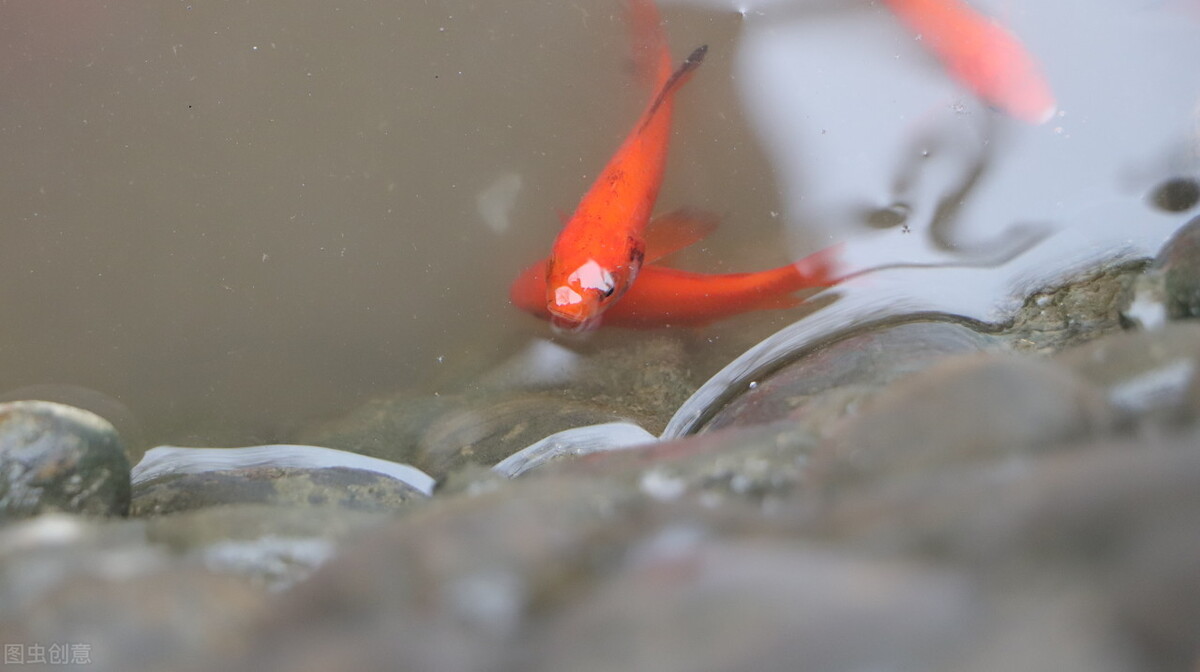 在买金鱼时买什么样的金鱼最合适,如何挑选健康的金鱼的技巧