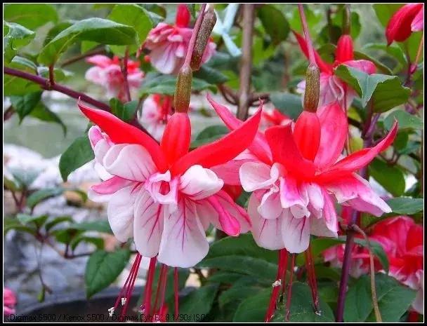 惊艳倒挂金钟,惊艳倒挂金钟图片