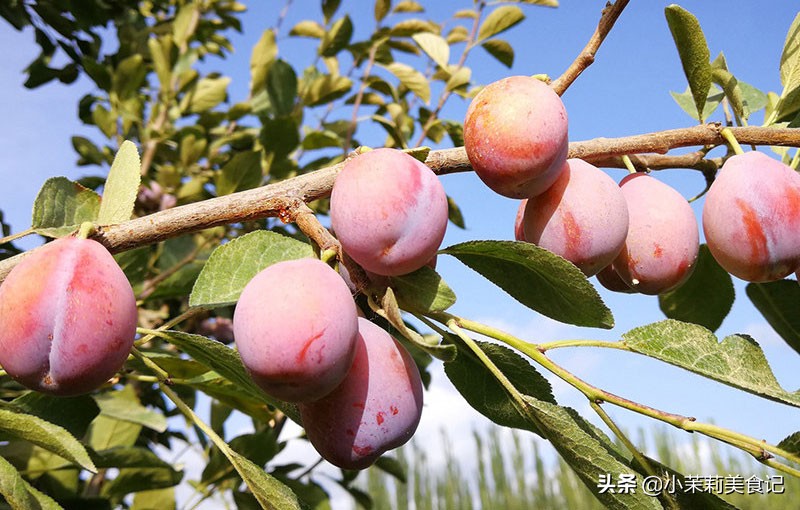 西梅和中国李子有什么区别,西梅跟李子什么区别