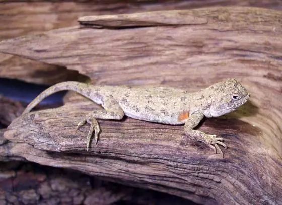 福寿螺和田螺都是卵生的吗,为什么田螺是胎生而福寿螺是卵生